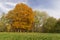 multicolored yellowing maple foliage during leaf fall