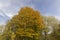 multicolored yellowing maple foliage during leaf fall