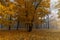 multicolored yellowing maple foliage during leaf fall