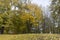 multicolored yellowing maple foliage during leaf fall