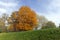 multicolored yellowing maple foliage during leaf fall