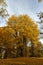 multicolored yellowing maple foliage during leaf fall