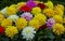 Multicolour  bunch dahlia