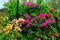 Multicolour flowers of pretty bougainvillea