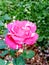 Multicolour Rose