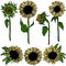 Multicolour Sunflower Set flower line art on white background illustration. Hand drawn decorative blooming sunflower