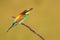 Multicoloured european bee-eater eating on branch in summer.