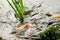 Multicoloured fish - koi swimming in a pond.