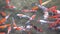 Multicoloured Koi fish swimming graceful in a water of an garden. Vietnam.