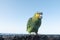 Multicoloured parrot on volcanic rock, in front of the sea on playa blanca, Lanzarote, Canary Islands, Spain