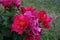 Multicoloured red and magenta  roses in full bloom