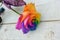 Multicoloured Rose