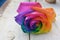 Multicoloured Rose