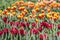 Multicoloured Tulip Field, Victoria, Australia, September 2016