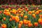 Multicoloured Tulip Field, Victoria, Australia, September 2016