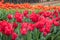 Multicoloured Tulip Field, Victoria, Australia, September 2016