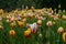 Multicoloured tulip flowers in rain