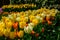 Multicolours flowers field close up in Holland , spring time flowers in Keukenhof