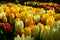 Multicolours flowers field close up in Holland , spring time flowers in Keukenhof