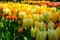 Multicolours flowers field close up in Holland , spring time flowers in Keukenhof