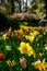 Multicolours flowers field close up in Holland , spring time flowers in Keukenhof