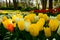 Multicolours flowers field close up in Holland , spring time flowers in Keukenhof