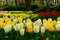 Multicolours tulips close up in Holland , spring time flowers in Keukenhof