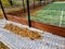 multifunctional outdoor playground in the school yard. green