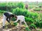 Multinational family work in the vegetable garden