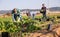 Multinational group of farm workers picking chard