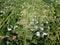 Multiple allotment gardens with little arbors, greenhouses, trees and bushes, aerial view