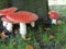 Multiple anita muscari, mushrooms at the base of a beech