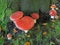 Multiple anita muscari, mushrooms at the base of a beech