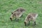 Multiple baby geese or goslings grazing in the grass