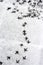 Multiple bird foot steps in a snow