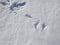 Multiple bird foot steps in a thin layer of snow