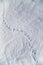 Multiple bird foot steps in a thin layer of snow