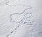 Multiple bird foot steps in a thin layer of snow