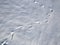 Multiple bird foot steps in a thin layer of snow