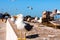 Multiple birds involved in a quarrel - Seagulls fighting for the fish in Essaouira, Morocco