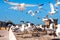 Multiple birds involved in a quarrel - Seagulls fighting for the fish in Essaouira, Morocco