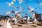 Multiple birds involved in a quarrel - Seagulls fighting for the fish in Essaouira, Morocco