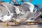 Multiple birds involved in a quarrel - Seagulls fighting for the fish in Essaouira, Morocco