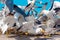 Multiple birds involved in a quarrel - Seagulls fighting for the fish in Essaouira, Morocco