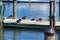 Multiple birds nesting and sleeping on a pier