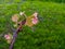 Multiple blooms on one grape vine section