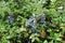 Multiple blue berries of Mahonia aquifolium