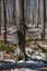 Multiple buckets placed on Maple trees to collect sap to produce Maple Syrup