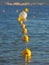 Multiple buoys in the water.