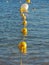 Multiple buoys in the water.